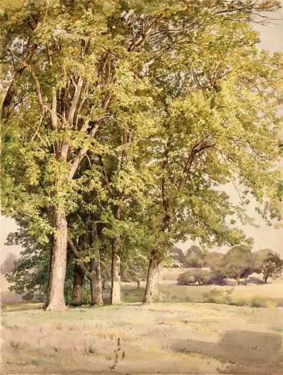 Maples In Chester County Pennsylvania