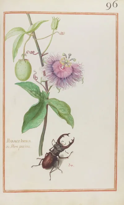 Maraco Indica Seu Flore Passionis