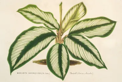 Maranta Baraquinii
