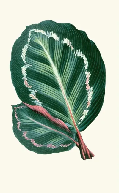 Maranta Illustris