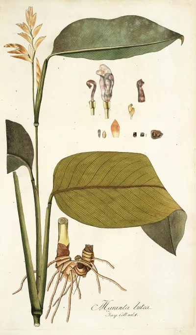 Maranta Lutea