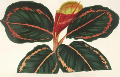 Maranta Roseo Picta 2