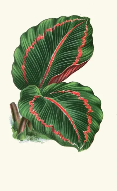 Maranta Roseo Picta