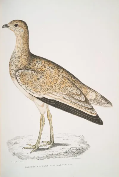 Marbled Bustard Otis Marmorata