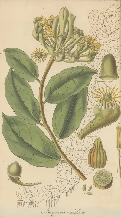 Marcgravia Umbellata