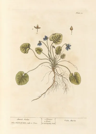 March Violet