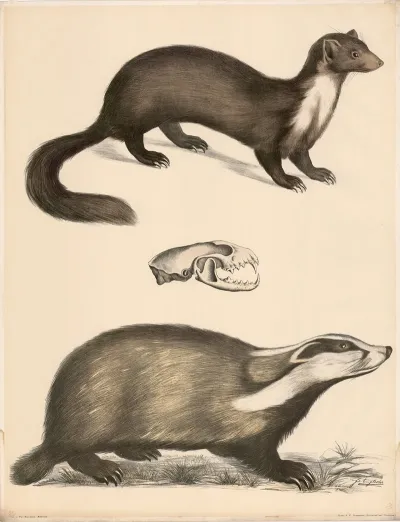 Marder Mustela Martes Naturl Grosse Sein Schadel Dachs Meles Vulgaris