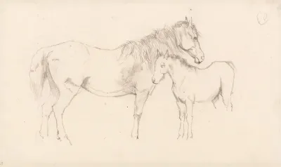 Mare And Foal 3