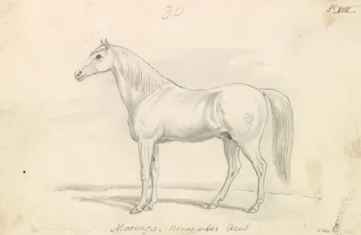 Marengo Bonapartes Arab