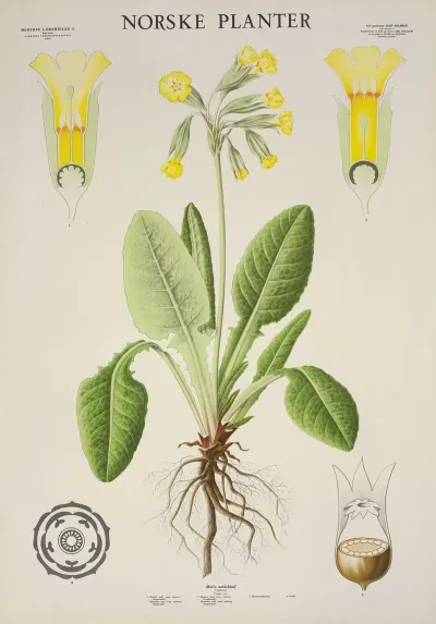 Maria Nokleblom
