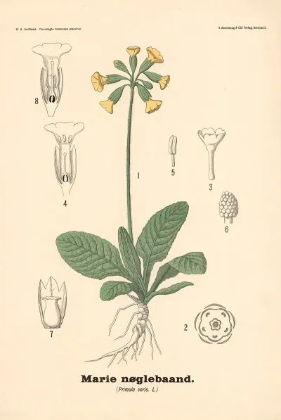 Marie Noglebaand Primula Veris L