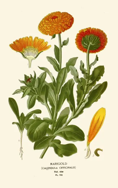 Marigold 3