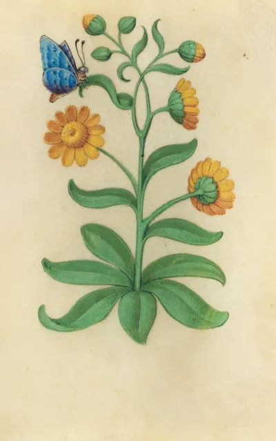 Marigold Calendula Arvensis With A Blue Butterfly