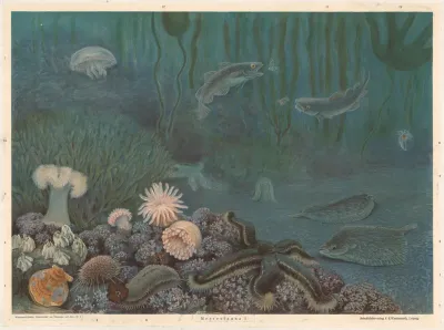 Marine Fauna I