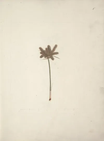 Mariscus Cyperoides L O Kuntze Sedge