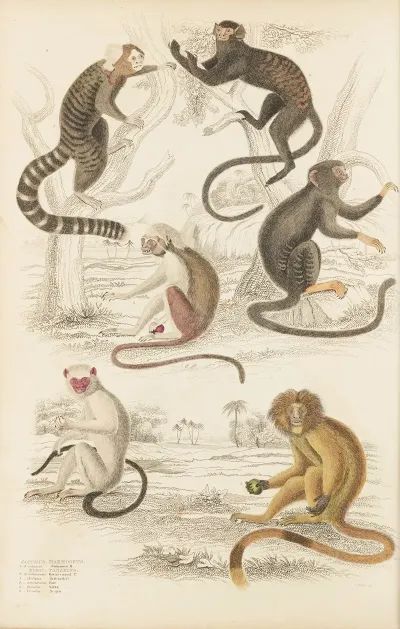 Marmosets