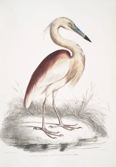 Marone Backed Heron Ardea Grayii