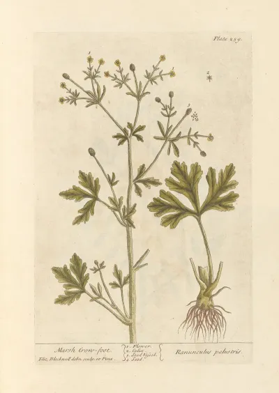 Marsh Crow Foot