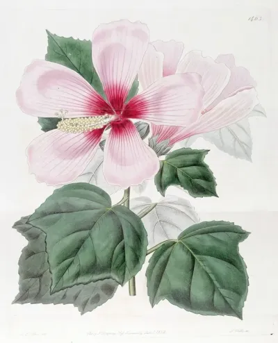Marsh Hibiscus