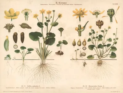 Marsh Marigold Lesser Celandine Figwort