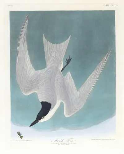Marsh Tern