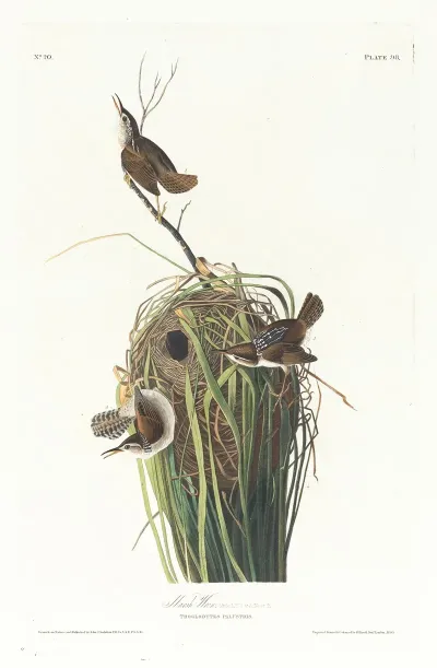 Marsh Wren