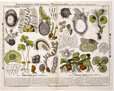 Marsilia Quadrifoliata Salvinia Natans Waterklavervaren Vlotvarentje