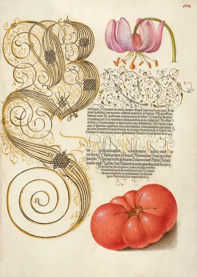 Martagon Lily And Tomato