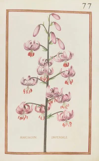 Martagum Imperiale 2