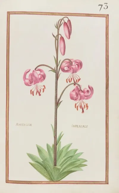 Martagum Imperiale