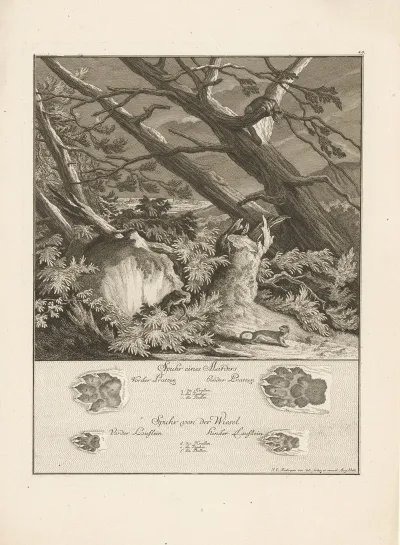 Marten And Weasel