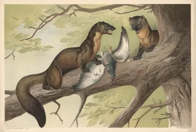 Marten