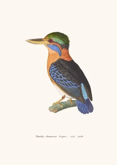 Martin Chasseur Trapu