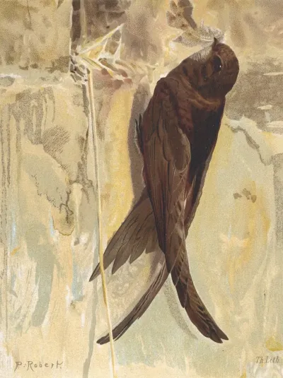 Martinet Noir