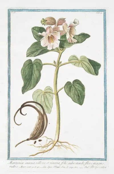 Martynia Annua Villosa Et Viscosa Folio Subrotundo Flore Magno Rubro Proposcitea Horn Capsuled Martynia Common Unicorn Plant Common Devils Claw Rams Horn Proboscis Flower