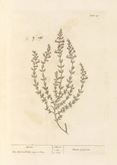 Marum