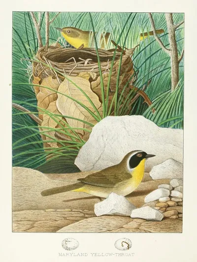 Maryland Yellow Throat
