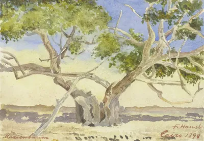 Marys Tree Near Cairo