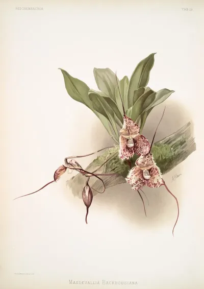 Masdevallia Backhousiana