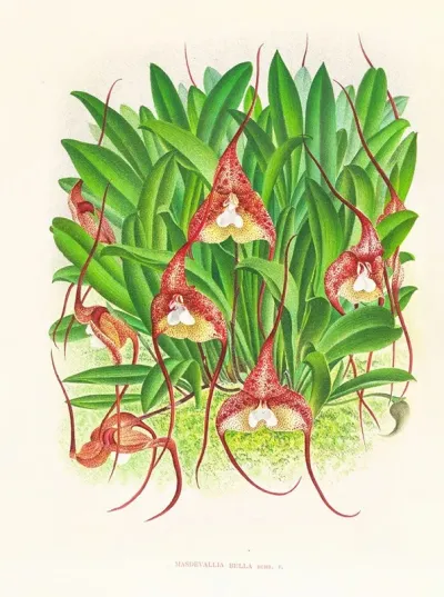 Masdevallia Bella
