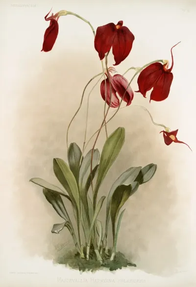 Masdevallia Harryana Splendens
