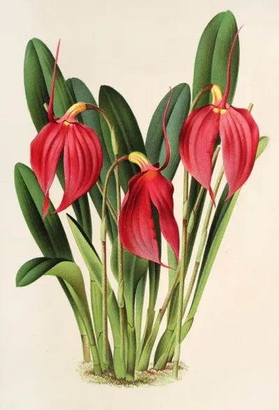 Masdevallia Lindeni Var Harryana