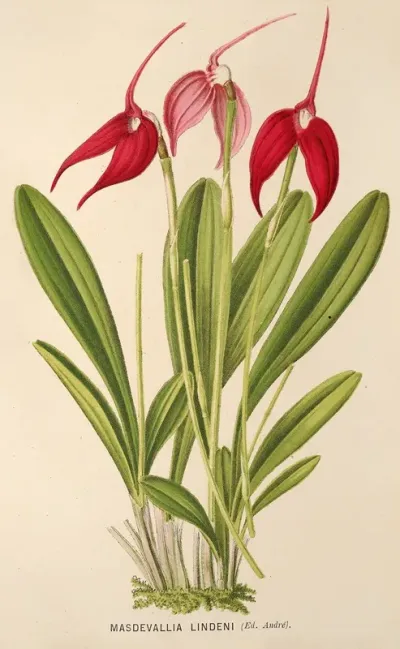 Masdevallia Lindeni