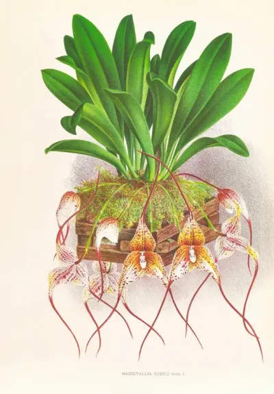 Masdevallia Roezli