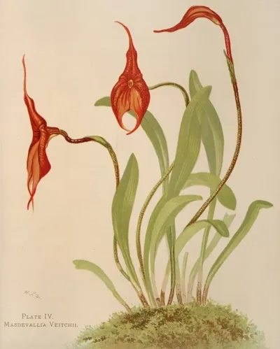 Masdevallia Veitchii