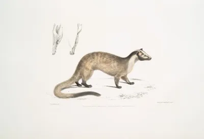 Masked Paradoxurus Paradoxurus Viverra Larvatus