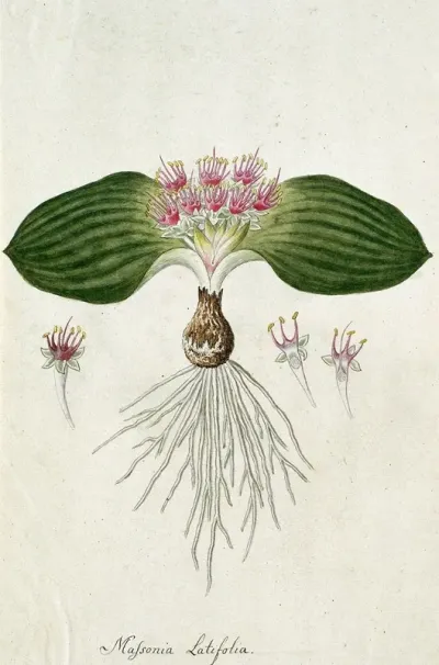 Massonia Depressa Houtt