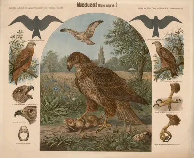 Mausebussard Bueto Vulgaris