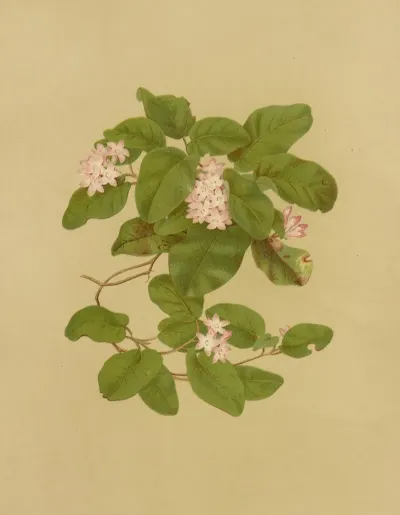 May Flower Trailing Arbutus