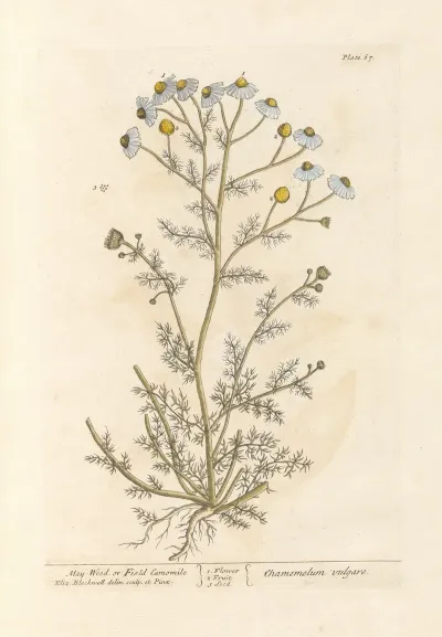 May Weed Or Faetid Camomile